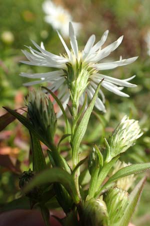 Symphyotrichum x salignum \ Weidenbl&auml;ttrige Herbst-Aster / Glaucous Michaelmas Daisy, Smooth Blue Aster, D Mannheim,  Friesenheimer Insel 3.10.2017