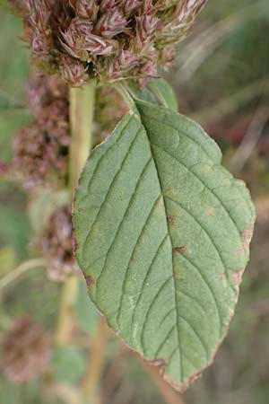 Amaranthus retroflexus \ Rauhaariger Amaranth / Common Pigweed, D Mannheim 8.10.2017