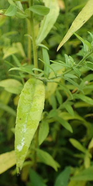 Symphyotrichum parviflorum \ Kleinbl&uuml;tige Herbst-Aster / Smallflower Tansy Aster, Shore Aster, D Mannheim-Kirschgartshausen 8.10.2017