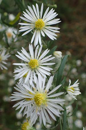 Symphyotrichum lanceolatum \ Lanzett-Herbst-Aster / Narrow-Leaved Michaelmas Daisy, White Panicle Aster, D Wachenheim 15.10.2017