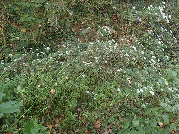 Symphyotrichum lanceolatum \ Lanzett-Herbst-Aster / Narrow-Leaved Michaelmas Daisy, White Panicle Aster, D Wachenheim 15.10.2017