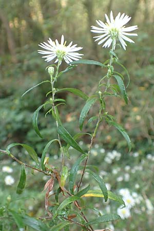Symphyotrichum lanceolatum \ Lanzett-Herbst-Aster / Narrow-Leaved Michaelmas Daisy, White Panicle Aster, D Wachenheim 15.10.2017