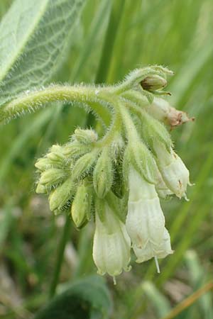 Symphytum bohemicum \ Wei�er Arznei-Beinwell / Bohemian Comfrey, D Biebesheim 12.5.2018