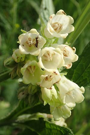 Symphytum bohemicum \ Wei�er Arznei-Beinwell / Bohemian Comfrey, D Biebesheim 12.5.2018