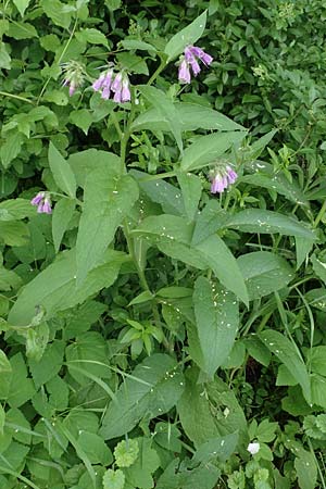 Symphytum officinale \ Gew�hnlicher Arznei-Beinwell / Common Comfrey, D Aachen 24.5.2018