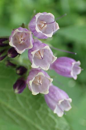 Symphytum officinale \ Gew�hnlicher Arznei-Beinwell / Common Comfrey, D Aachen 24.5.2018