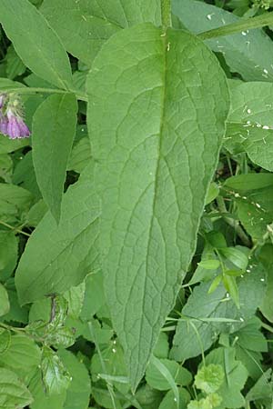 Symphytum officinale \ Gew�hnlicher Arznei-Beinwell / Common Comfrey, D Aachen 24.5.2018