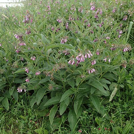 Symphytum officinale \ Gew�hnlicher Arznei-Beinwell / Common Comfrey, D Winterberg 15.6.2018