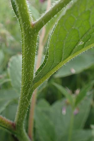 Symphytum officinale \ Gew�hnlicher Arznei-Beinwell / Common Comfrey, D Winterberg 15.6.2018