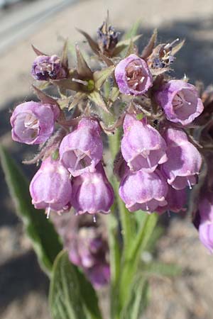 Symphytum uplandicum \ Futter-Beinwell / Russian Comfrey, D Mannheim 27.4.2020