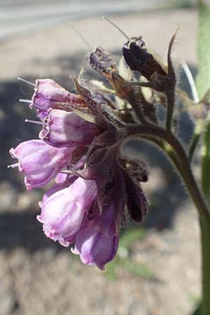 Symphytum uplandicum \ Futter-Beinwell / Russian Comfrey, D Mannheim 27.4.2020