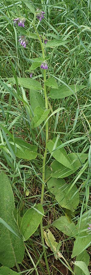 Symphytum uplandicum \ Futter-Beinwell / Russian Comfrey, D Sachsen-Anhalt, Hornburg 7.6.2022