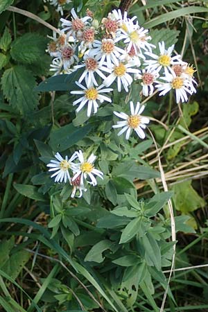 Symphyotrichum laeve \ Kahle Herbst-Aster, Glatte Aster / Smooth Aster, D Bogen 21.9.2022
