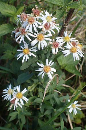 Symphyotrichum laeve \ Kahle Herbst-Aster, Glatte Aster / Smooth Aster, D Bogen 21.9.2022