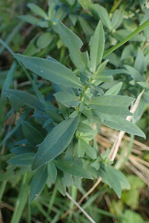 Symphyotrichum laeve \ Kahle Herbst-Aster, Glatte Aster / Smooth Aster, D Bogen 21.9.2022