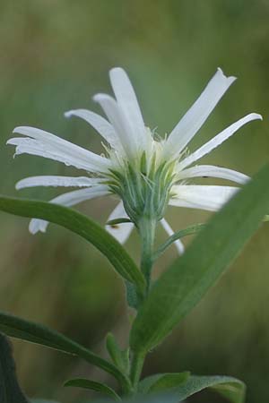 Symphyotrichum laeve \ Kahle Herbst-Aster, Glatte Aster / Smooth Aster, D Bogen 21.9.2022