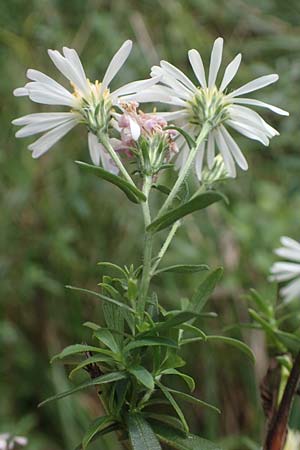 Symphyotrichum laeve \ Kahle Herbst-Aster, Glatte Aster / Smooth Aster, D Bogen 21.9.2022