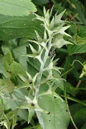 Symphytum officinale \ Gew�hnlicher Arznei-Beinwell / Common Comfrey, D R&ouml;merberg 8.10.2023