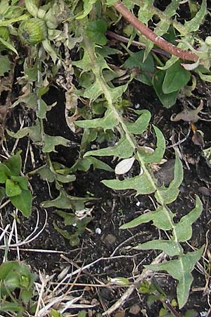 Taraxacum cf. subundulatum ? \ Feingewellter L�wenzahn / Fine-Wavy Dandelion, D Krumbach 8.5.2010