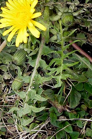 Taraxacum cf. subundulatum ? \ Feingewellter L�wenzahn / Fine-Wavy Dandelion, D Krumbach 8.5.2010