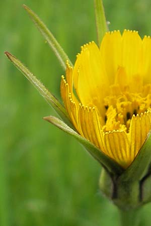 Tragopogon minor \ Kleiner Wiesen-Bocksbart, Kleink�pfiger Bocksbart / Minor Goat's-Beard, D R&uuml;sselsheim 13.5.2010