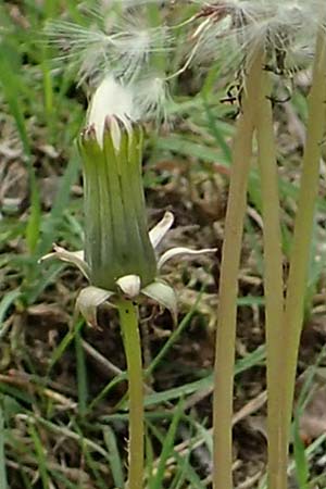 Taraxacum scanicum \ Schonen-L�wenzahn / Scania Dandelion, D Viernheim 9.5.2016