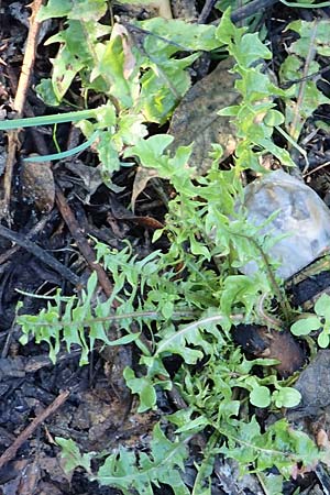 Taraxacum sect. Ruderalia \ Gew�hnlicher L�wenzahn, Kuhblume / Dandelion, D Weinheim an der Bergstra&szlig;e 14.10.2017