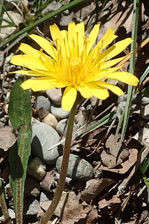 Taraxacum pauckertianum \ Pauckerts L�wenzahn / Pauckert's Dandelion, D Konstanz 24.4.2018