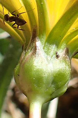 Taraxacum ciliare \ Gewimperter Sumpf-L�wenzahn / Ciliate Marsh Dandelion, D Konstanz 24.4.2018