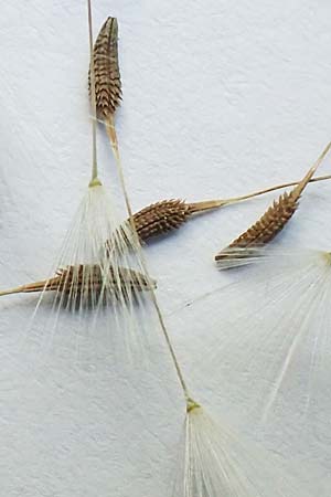 Taraxacum tortilobum \ Gedrehtlappiger L�wenzahn / Twisted-Lobed Dandelion, D Viernheim 1.5.2018