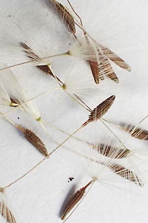 Taraxacum tortilobum \ Gedrehtlappiger L�wenzahn / Twisted-Lobed Dandelion, D Mannheim 1.5.2018