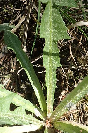 Taraxacum pruinatum ? \ Gr�nrippiger Haken-L�wenzahn / Pruinose Dandelion, D Ober-Roden 7.5.2018