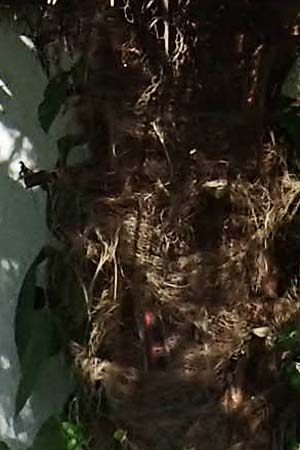 Trachycarpus fortunei \ Chinesische F�cherpalme, Tessiner Hanf-Palme / Chinese Windmill Palm, D   2.6.2023