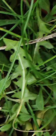 Taraxacum uteae ? \ Utes Schwielen-L�wenzahn / Ute's Dandelion, D Weil am Rhein 30.10.2025