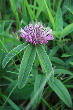 Trifolium alpestre \ H�gel-Klee / Alpine Clover, D Hemsbach 21.5.2007