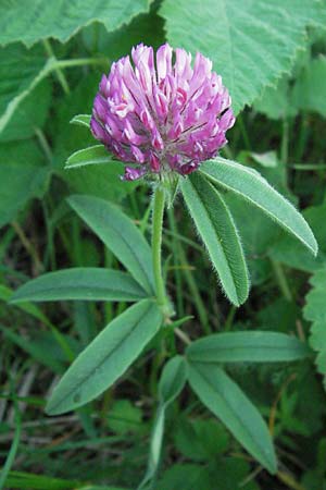 Trifolium alpestre \ H�gel-Klee / Alpine Clover, D Hemsbach 21.5.2007