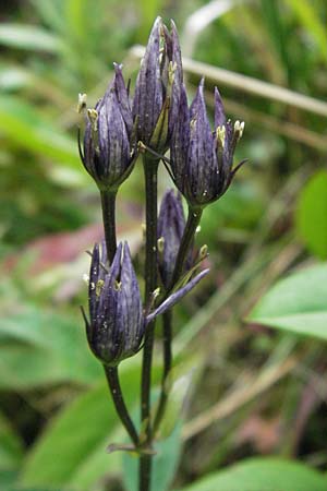 Swertia perennis \ Sumpf-Enzian, Tarant / Marsh Felwort, D Schwarzwald/Black-Forest, Feldberg 18.8.2007