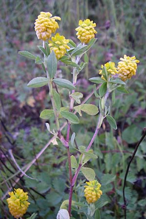 Trifolium aureum \ Gold-Klee / Golden Clover, D Kellenbach 7.7.2008