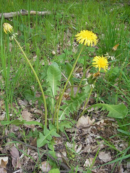 Taraxacum ekmanii ? \ Ekmans L�wenzahn / Ekman's Dandelion, D Rheinhessen, Wendelsheim 29.4.2010