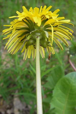 Taraxacum ekmanii ? \ Ekmans L�wenzahn / Ekman's Dandelion, D Rheinhessen, Wendelsheim 29.4.2010