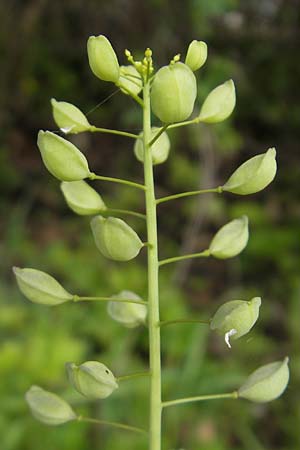 Thlaspi alliaceum \ Lauch-Hellerkraut / Roadside Penny-Cress, Garlic Mustard, D G&uuml;nzburg 8.5.2010
