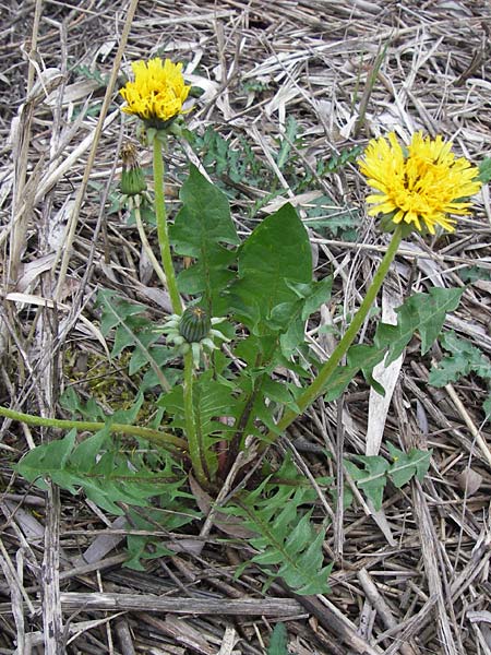 Taraxacum sect. Ruderalia \ Gew�hnlicher L�wenzahn, Kuhblume / Dandelion, D Pfalz, Speyer 3.5.2013