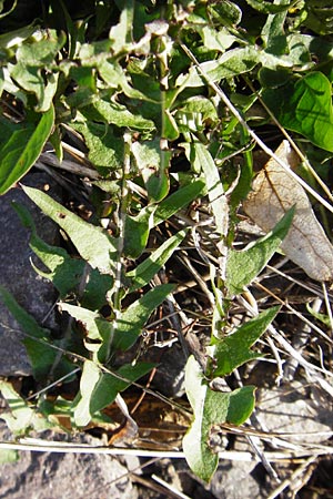 Taraxacum sect. Ruderalia \ Gew�hnlicher L�wenzahn, Kuhblume / Dandelion, D Mannheim 14.4.2015