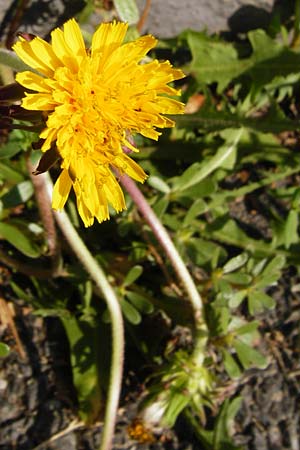 Taraxacum sect. Ruderalia \ Gew�hnlicher L�wenzahn, Kuhblume / Dandelion, D Mannheim 8.8.2015