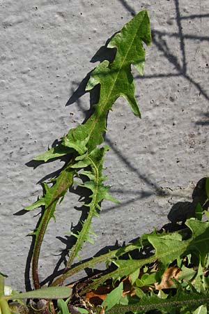 Taraxacum sect. Ruderalia \ Gew�hnlicher L�wenzahn, Kuhblume / Dandelion, D Mannheim 8.8.2015