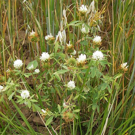 Trifolium alexandrinum \ &Auml;gyptischer Klee, Alexandriner Klee / Egyptian Clover, Berseem Clover, D Gro&szlig;heubach-Rosshof 16.7.2016