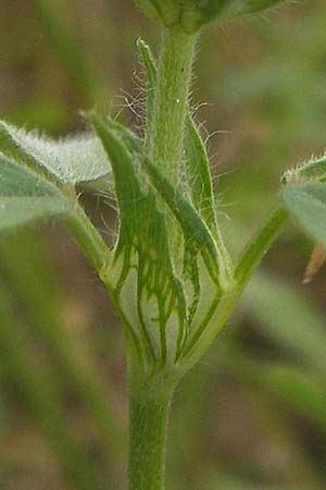 Trifolium alexandrinum \ &Auml;gyptischer Klee, Alexandriner Klee / Egyptian Clover, Berseem Clover, D Gro&szlig;heubach-Rosshof 16.7.2016