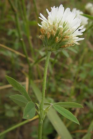 Trifolium alexandrinum \ &Auml;gyptischer Klee, Alexandriner Klee / Egyptian Clover, Berseem Clover, D Gro&szlig;heubach-Rosshof 16.7.2016