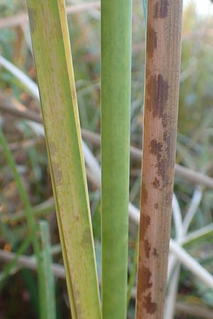 Typha angustifolia \ Schmalbl�ttriger Rohrkolben / Lesser Bulrush, D Maulbronn 1.10.2015