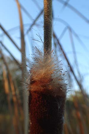 Typha angustifolia \ Schmalbl�ttriger Rohrkolben / Lesser Bulrush, D Maulbronn 1.10.2015